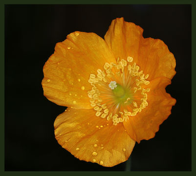 Image of <i>Meconopsis cambrica</i>