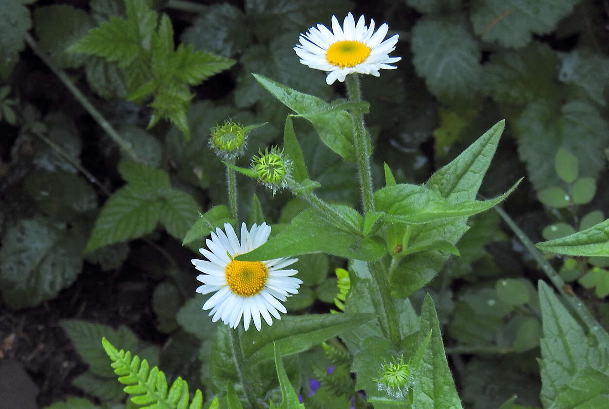 Image de Erigeron aliceae Howell