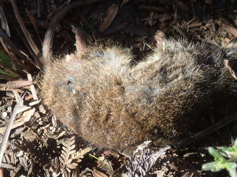 Слика од Antechinus minimus (É. Geoffroy Saint-Hilaire 1803)