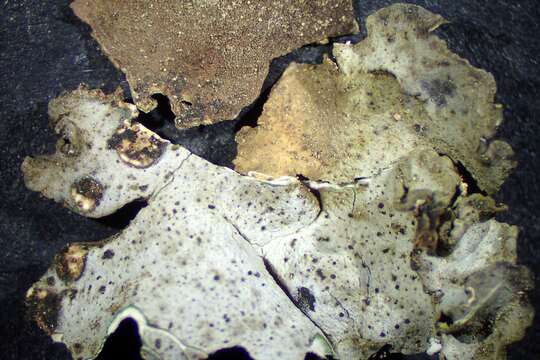 Image of reticulate silverskin lichen