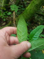 صورة Cestrum fasciculatum (Schltdl.) Miers