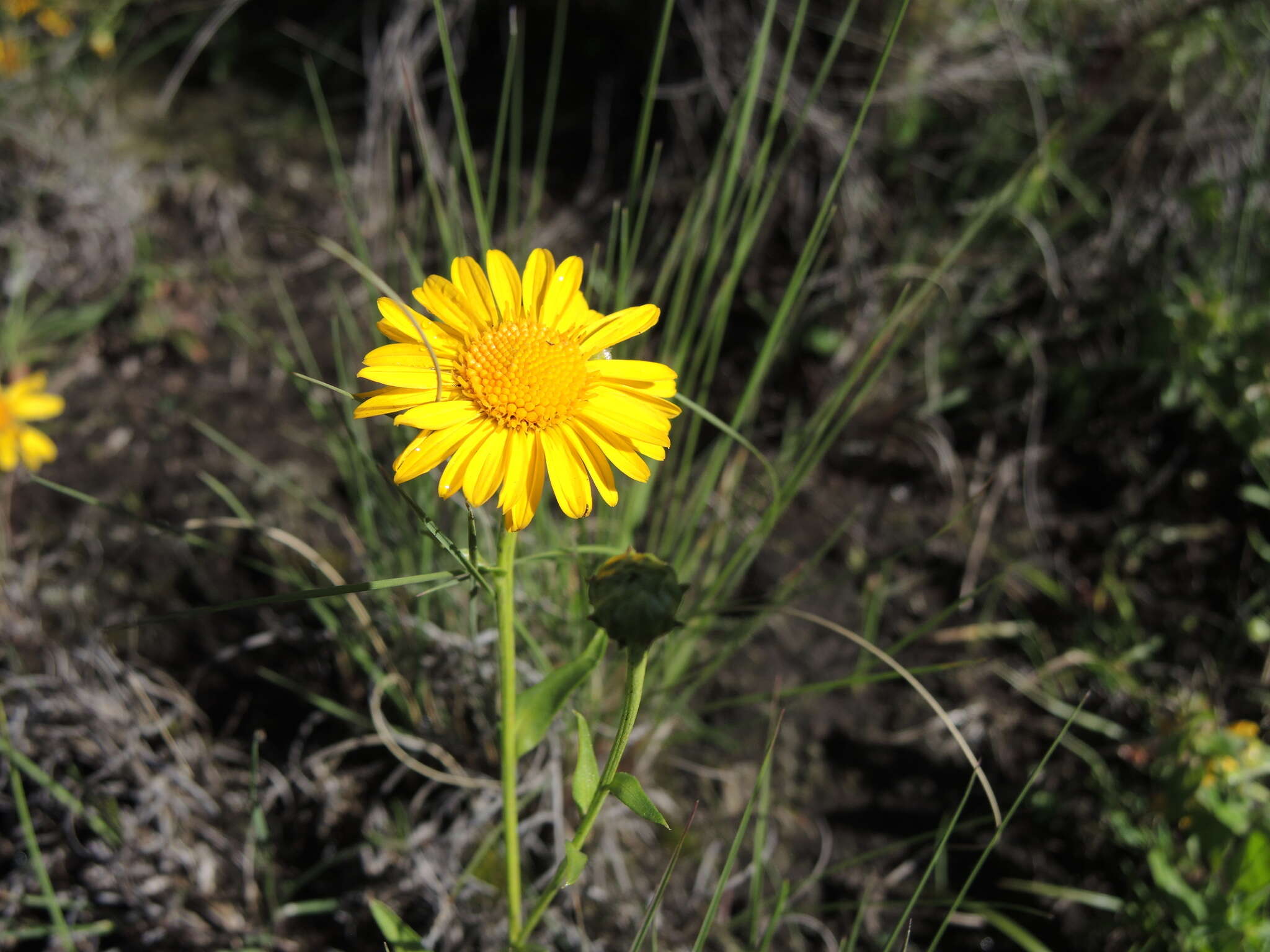 Image of Gutierrezia dunalii (Spreng.) G. L. Nesom