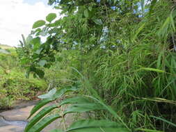 Sivun Sirochloa parvifolia (Munro) S. Dransf. kuva