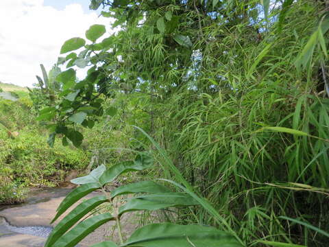 Image of Sirochloa parvifolia (Munro) S. Dransf.