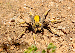 Image of Hoggicosa bicolor (Hogg 1906)