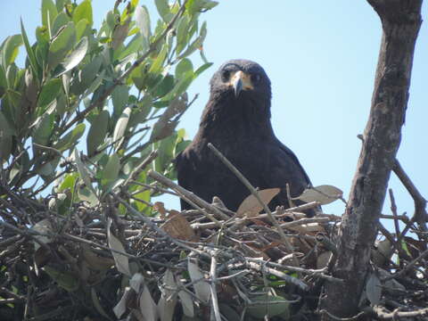 Image of Common Black Hawk