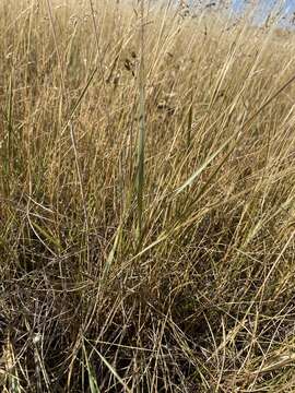 Elymus smithii (Rydb.) Gould的圖片