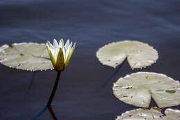 Image de Nymphaea pulchella DC.