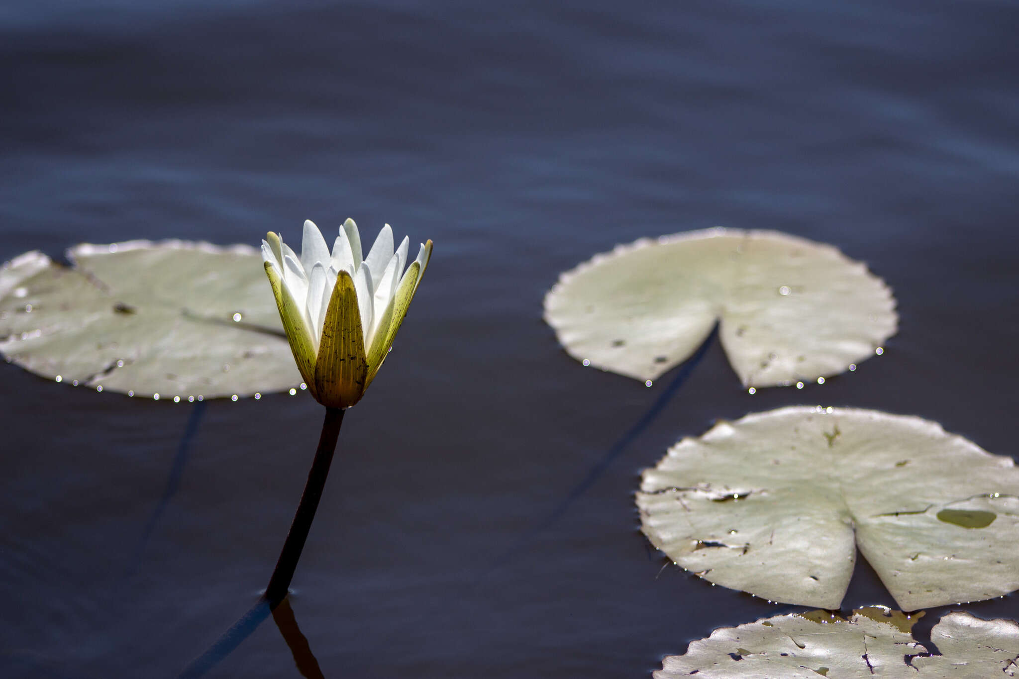 Image of dotleaf waterlily