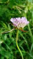 Imagem de Armeria maritima subsp. elongata (Hoffm.) Bonnier