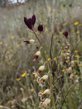 Image de Caulanthus lemmonii S. Watson