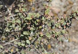 Image of ceanothus