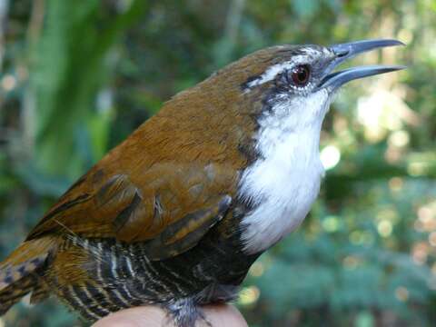 Image of Black-bellied Wren