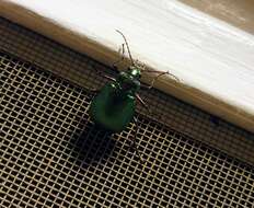 Imagem de Calosoma (Calosoma) schayeri Erichson 1842