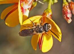 Image of Lasioglossum sulthicum (Smith 1853)