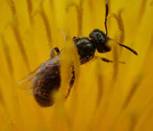 Image of Lasioglossum imitatum (Walker 1986)