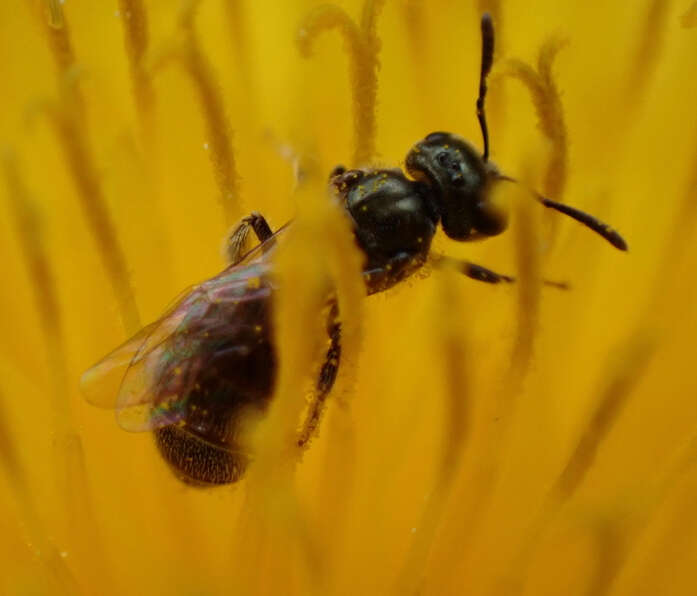 Image of Lasioglossum imitatum (Walker 1986)