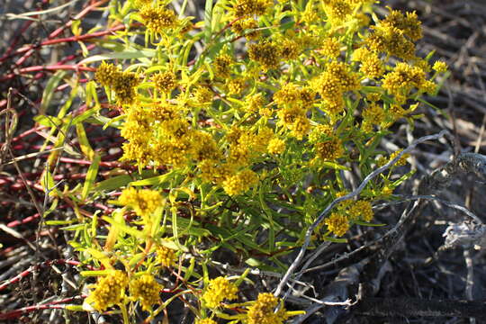 Image of Florida Yellowtops