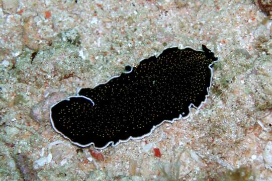 Image of Yellow papillae flatworm