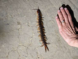 Image of Scolopendra angulata Newport 1844