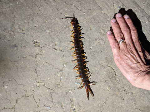 Image of Scolopendra angulata Newport 1844