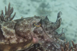 Image of Broadclub Cuttlefish