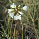 صورة <i>Cardamine polemonioides</i> Rouy