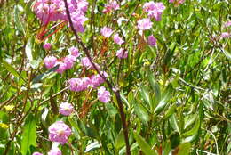 Image of Kalmia microphylla (Hook.) A. Heller