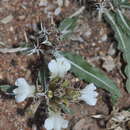 Image of Blepharis laevifolia K. Vollesen