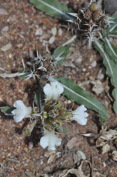 Image de Blepharis laevifolia K. Vollesen