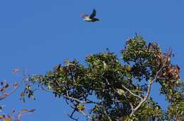 Image of African Green Pigeon