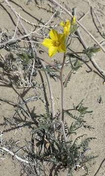 Image of shining blazingstar