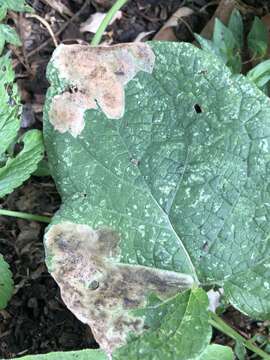 Image of Calycomyza flavinotum Frick 1956