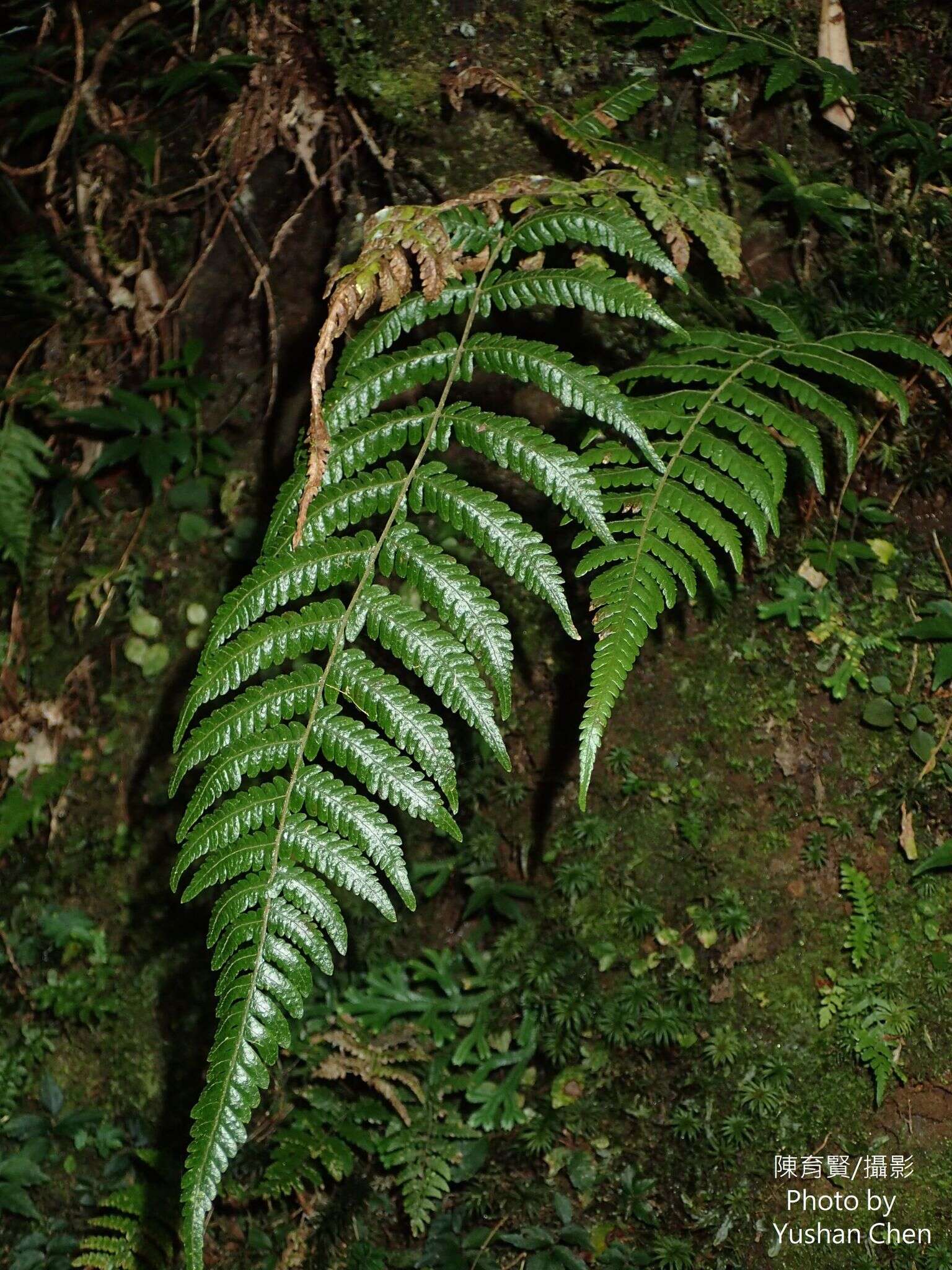 Image of Metathelypteris gracilescens (Bl.) Ching