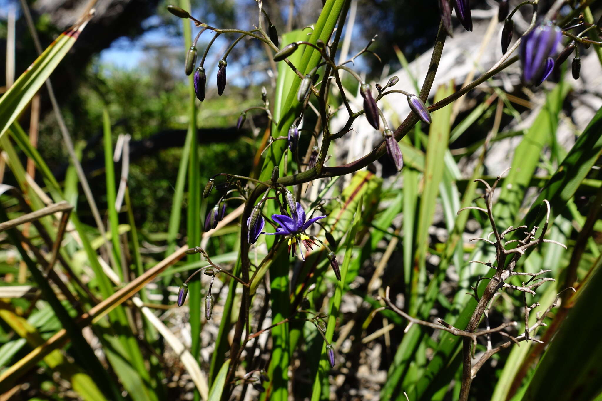 Image of Dianella revoluta var. revoluta