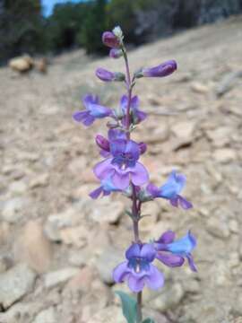 Image of handsome beardtongue