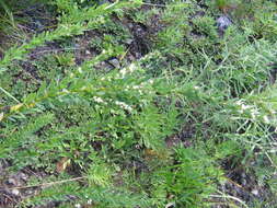 Слика од Lespedeza juncea (L. fil.) Pers.