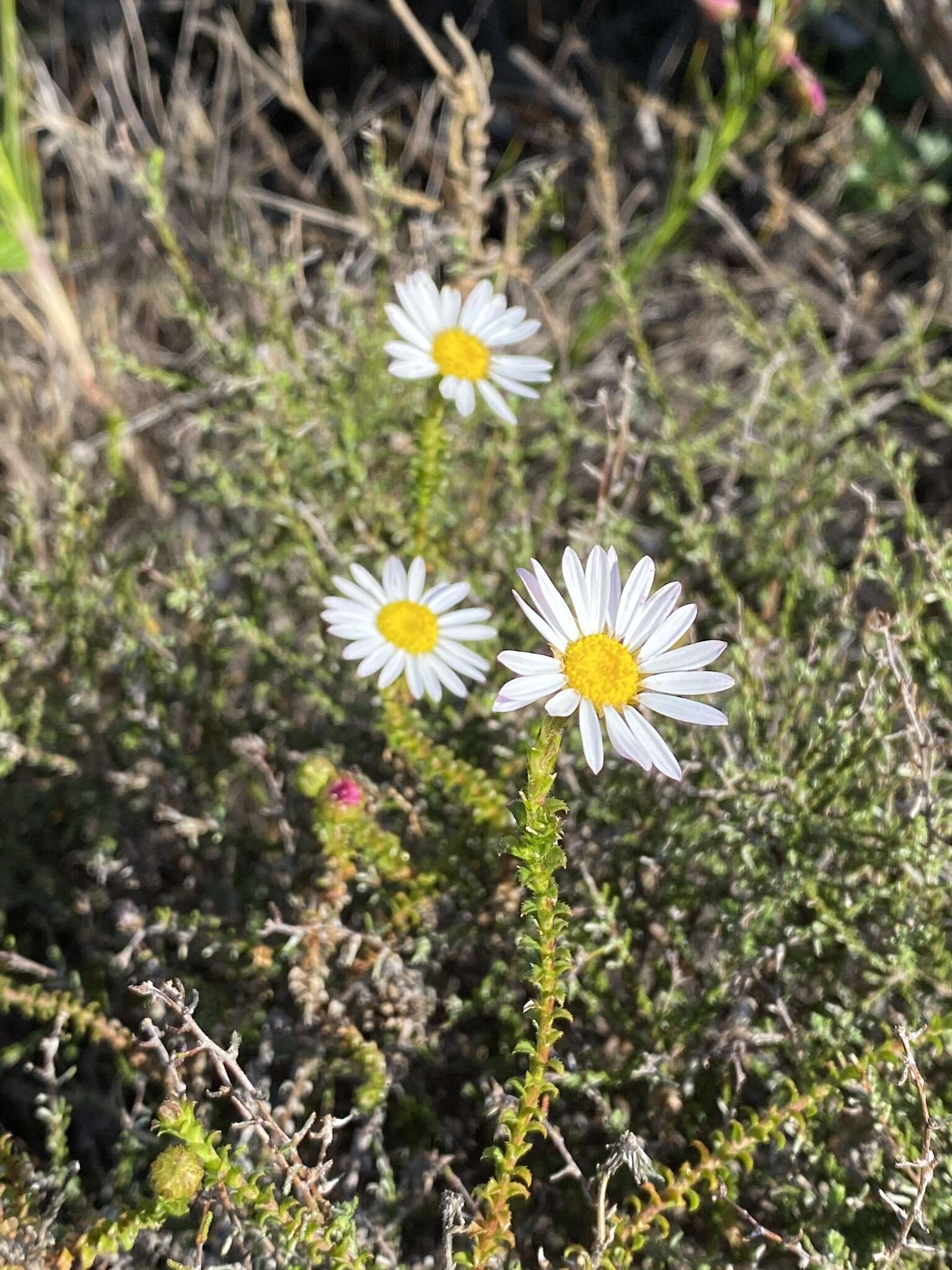 Image of Polyarrhena reflexa (L.) Cass.