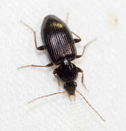 Agonum (Olisares) punctiforme (Say 1823)的圖片