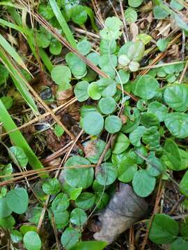 Image of sand ticktrefoil