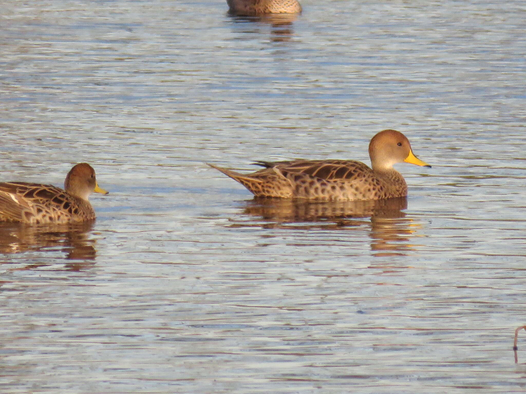 Image of Yellow-billed Pintail