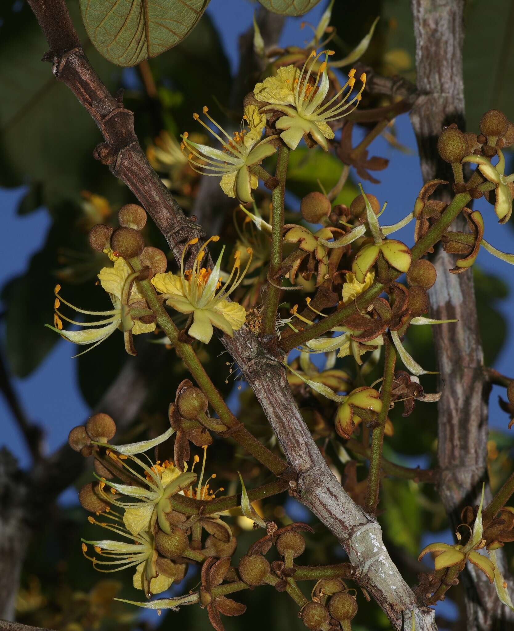 Imagem de Swartzia panacoco (Aubl.) Cowan