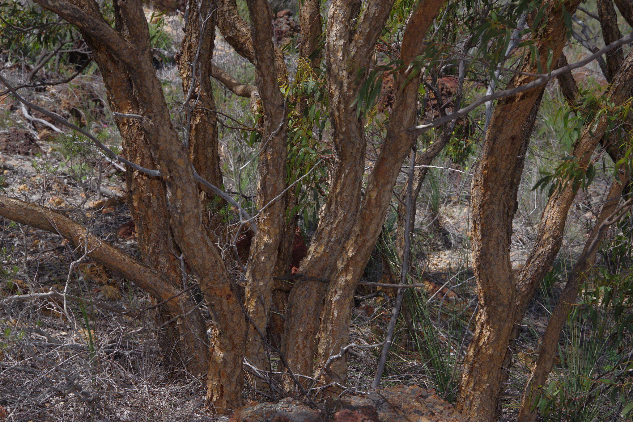 Image of Eucalyptus suberea M. I. H. Brooker & S. D. Hopper