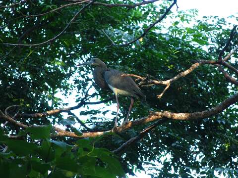 Image of Tricolored Heron