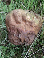 Image of Lycoperdon utriforme Bull. 1791