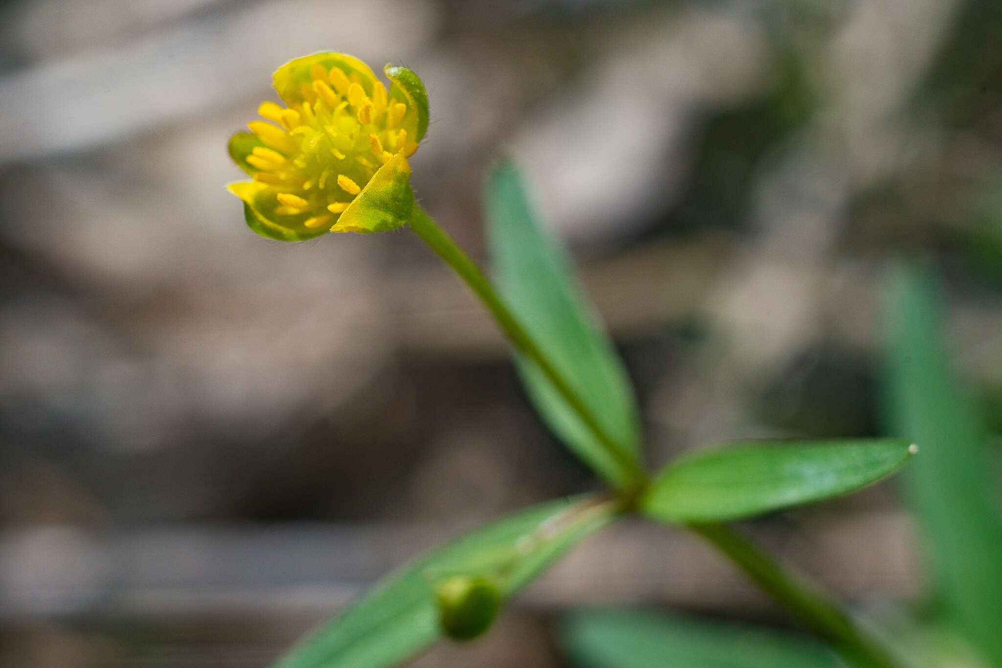 Image of Ranunculus monophyllus Ovcz.