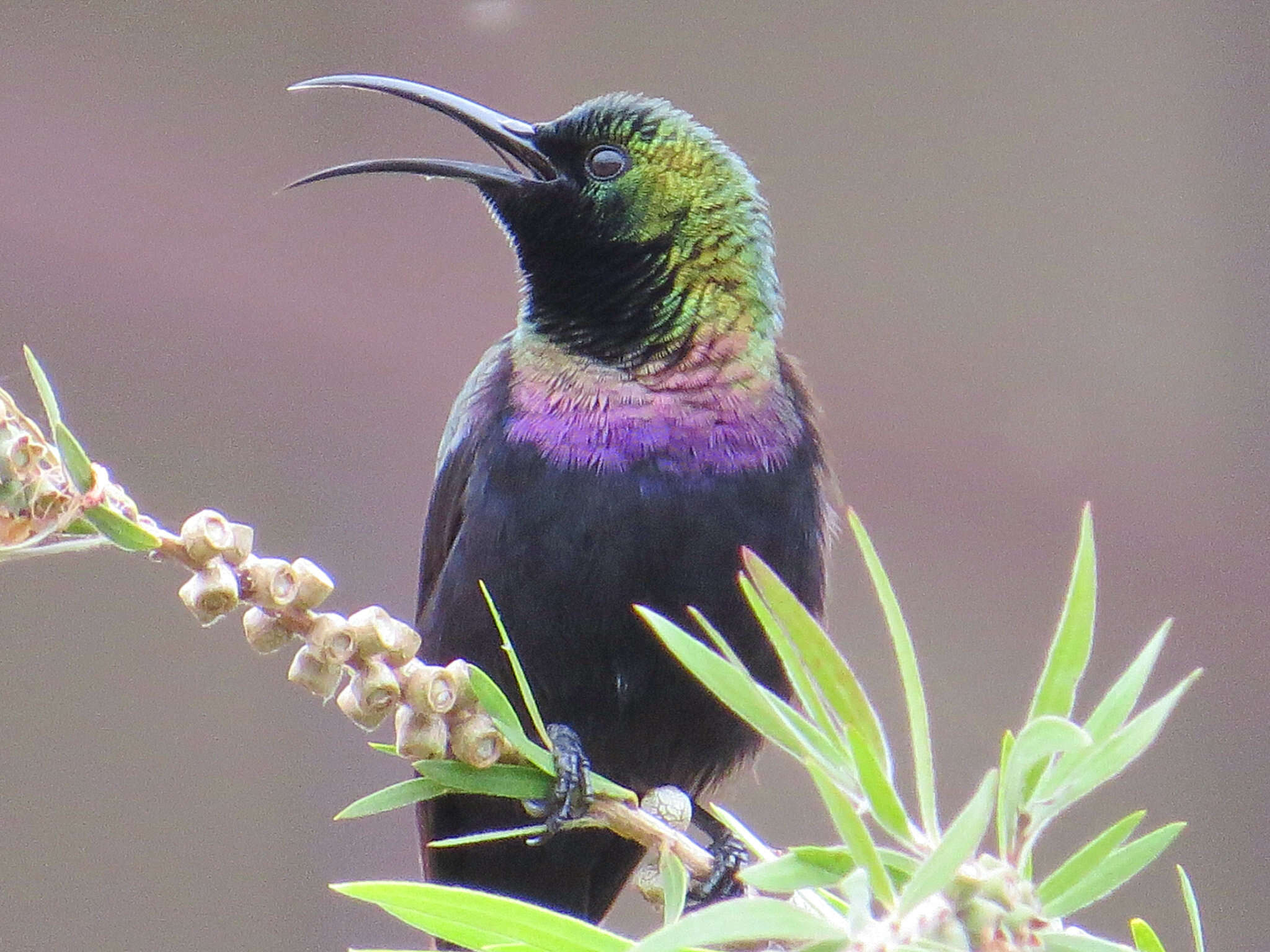 Image of Tacazze Sunbird