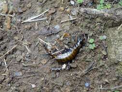 Image of Auckland tree weta