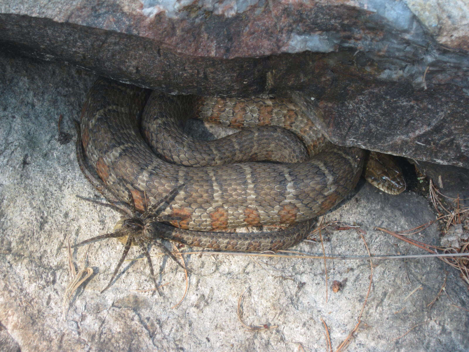 Image of Nerodia sipedon sipedon (Linnaeus 1758)