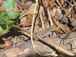 Image of Chiapas Ornate Anole